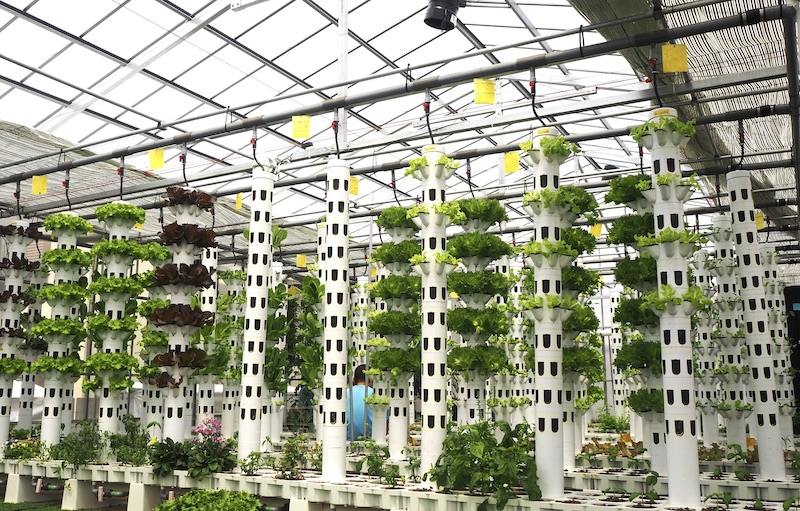 養液栽培のすべて = All about Hydroponics : 植物工場… 養液栽培のすべて = All about Hydroponics : 植物工場… 健康・医学