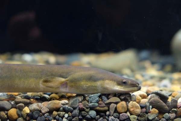 eel600400.jpg