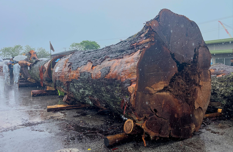 年代物の観賞木 樹齢500年を全うしたスギ 人と生き物の命見守り続け、銘木市場へ