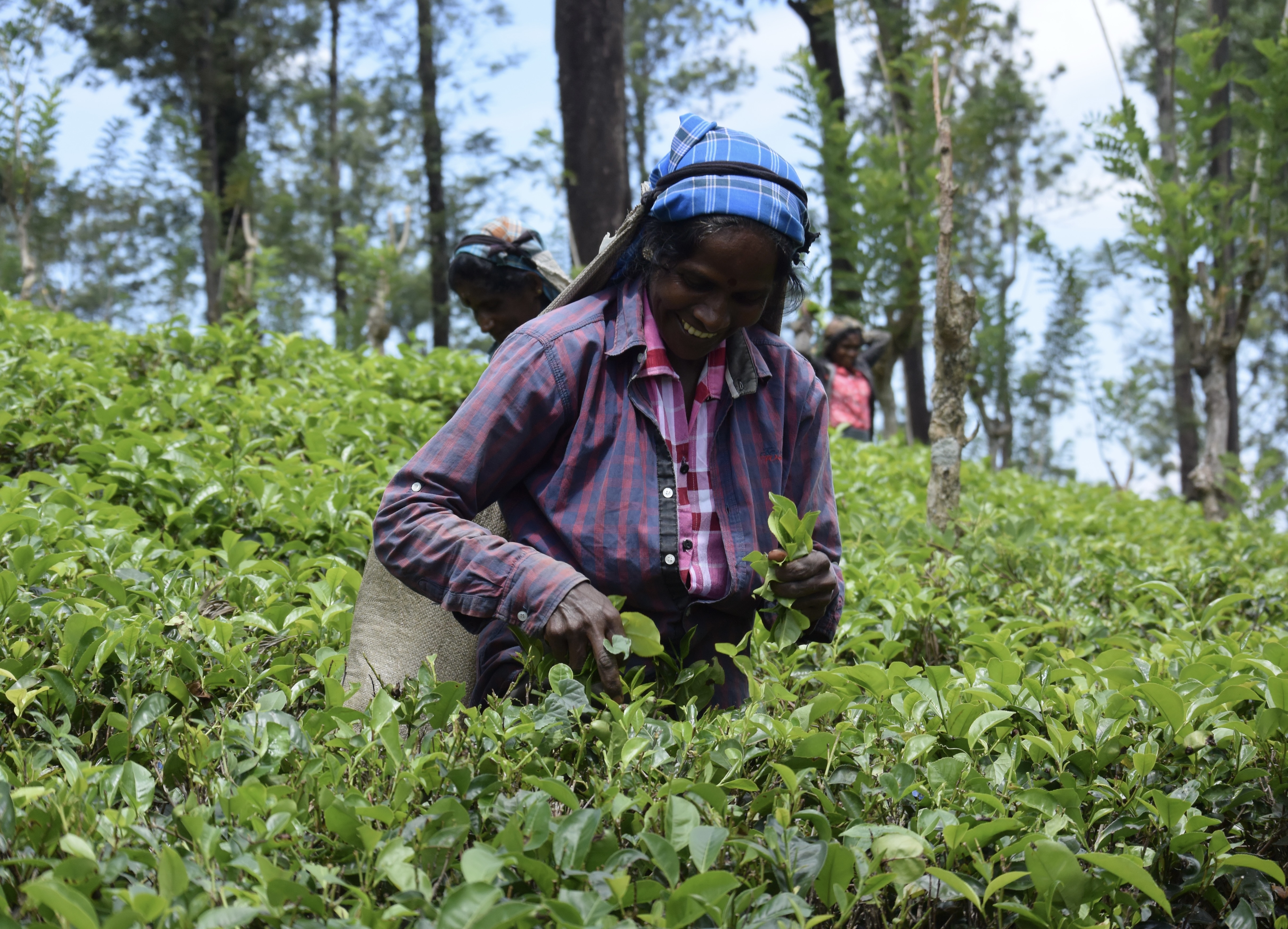 キリンと東大、商品原料を生産する紅茶葉農園のウェルビーイング可視化